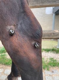 Blutegeltherapie Pferd
